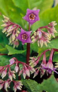 Conandron ramondioides