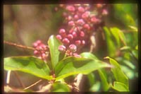 Coriaria japonica ssp. intermedia