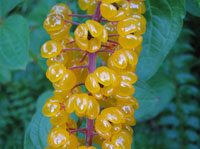 Coriaria terminalis v. xanthocarpa