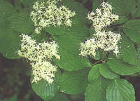 Cornus walteri