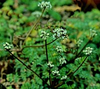 Cortiella aff. hookeri