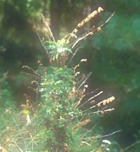 Purshia aff. mexicana