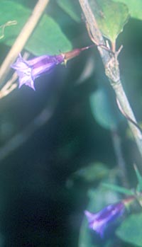 Crawfurdia speciosa