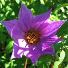 Dahlia australis