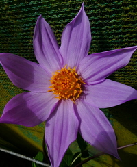 Dahlia apiculata