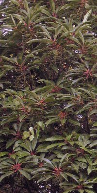 Daphniphyllum longeracemosum