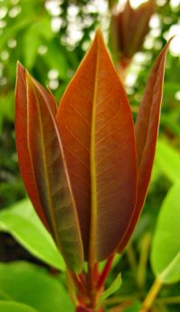 Daphniphyllum pentandrum
