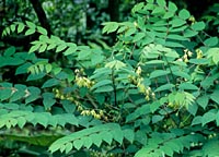 Decaisnea fargesii