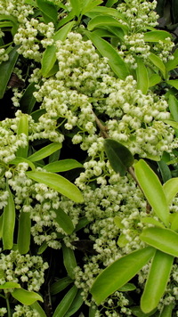 Decumaria sinensis