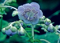 Deinanthe caerulea x bifida 'Blue Blush'