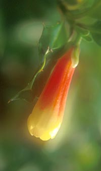 Desfontainia spinosa 'Harold Comber'