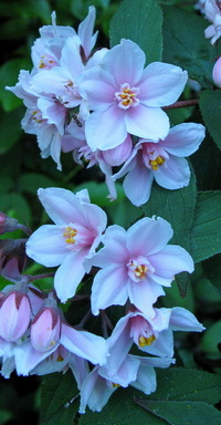 Deutzia purpurascens