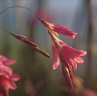 Dierama dracomontanum