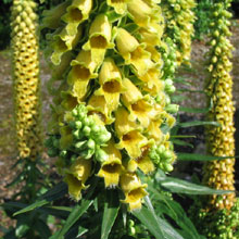 Digitalis ikizdere