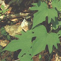 Dioscorea quinqueloba