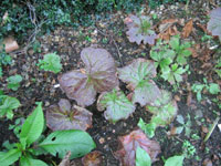 Diphylleia sinensis