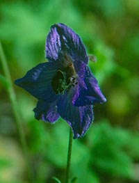 Delphinium stapeliosmum