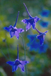 Delphinium tenii