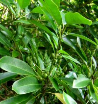 Daphniphyllum teysmannii