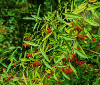 Daphne sp. from China