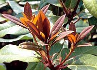 Daphniphyllum pentandrum