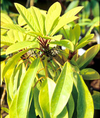 Daphniphyllum macropodum v. humile male