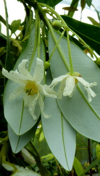 Drimys granatensis v. grandiflora