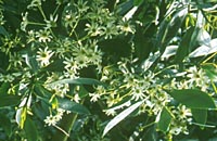 Drimys winteri v. chilensis