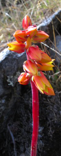 Echeveria bicolor