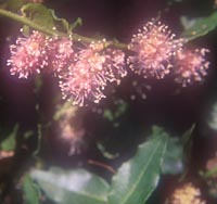 Ercilla volubilis