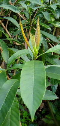 Eriobotrya aff. elliptica v. petelotii