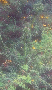Eryngium strotheri