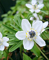 Eranthis pinnatifida