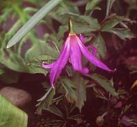 Erythronium revolutum Johnsonii