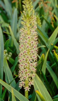 Eucomis pole-evansii