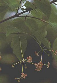 Euonymus sachalinensis