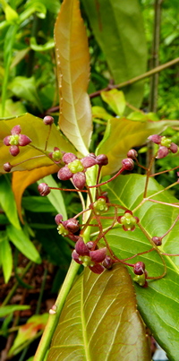 Euonymus frigidus