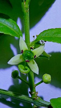 Euonymus morrisonensis