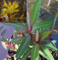 Euphorbia sikkimensis 'Crûg Contrast'