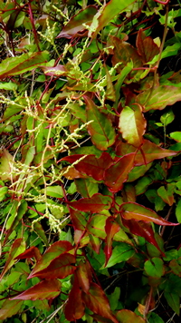 Fallopia multiflora v. hypoleuca