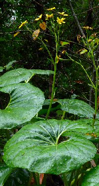 Farfugium japonicum v giganteum