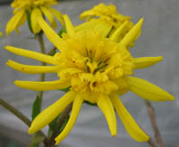 Farfugium japonicum double flowering form