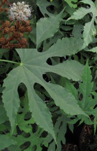 Fatsia polycarpa deeply cut