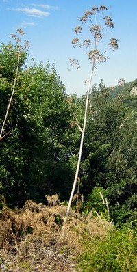 Ferula communis ssp. glauca