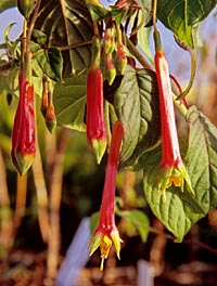Fuchsia cordata