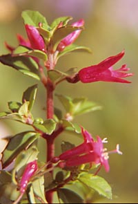 Fuchsia microphylla ssp. aprica (F)