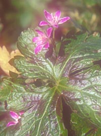 Geranium × oxonianum 'Fran's Star'