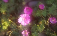 Geranium sanguineum 'Jubilee Pink'