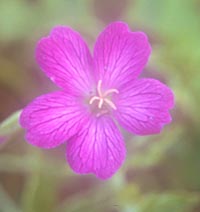 Geranium × oxonianum 'Miriam Rundle'