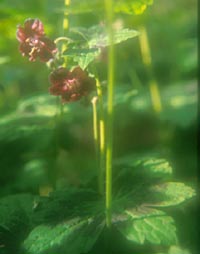 Geranium phaeum 'Samobor'